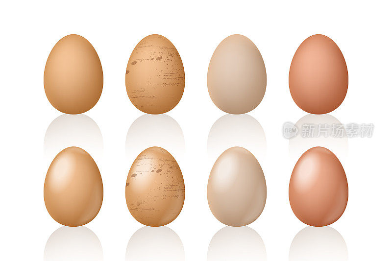 Egg set realistic style vector illustration, eggs collection realism mock up isolated on white background